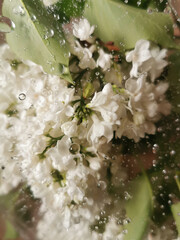 Bunch of white lilac flowers with green leaves behind a transparent surface in drops of water....