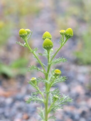 Pineapple Mayweed, also known as Disc mayweed, Pineapple weed, Rayless chamomile or Wild chamomile, wild plant from Finland