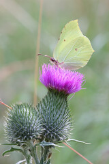 Common Brimstone, feeding on Spear Thistle 