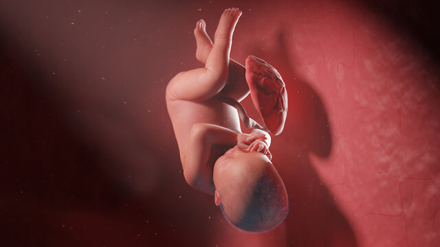 3d rendered illustration of a human fetus - week 41