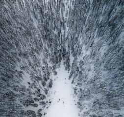 Epic aerial view of boreal forest in winter with snow covered trees in Finland.