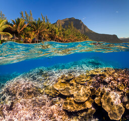 Underwater Scene With Reef And Tropical Fish