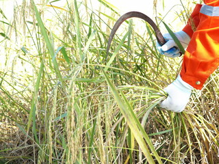 A farmer is harvesting rice in the field. closeup photo, blurred.