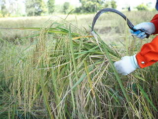 People Asian farmer harvest of the rice field in harvest season, the rice field. closeup photo,...