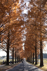 Fototapeta premium autumn in the park