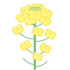 菜の花のシンプルでかわいいイラスト