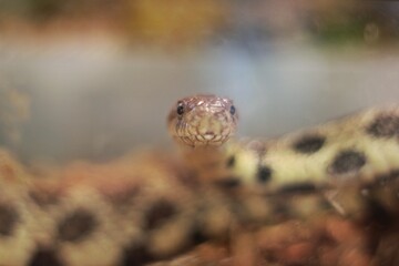 close up of a snake