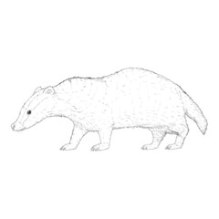 Badger Isolated Wild Animal Sketch Illustration