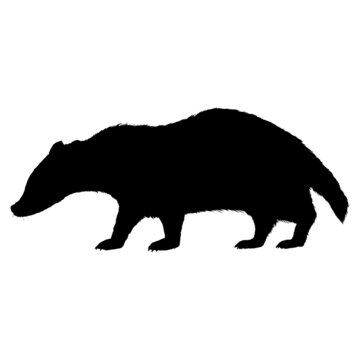 Badger Isolated Wild Animal Silhouette Illustration