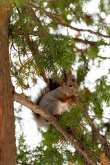 Red squirrel sitting on green thuja tree branch and eating nut in park. Beautiful wild animal.