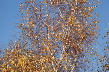 Bunt verfärbtes Herbstlaub an an einer Birke , Deutschland