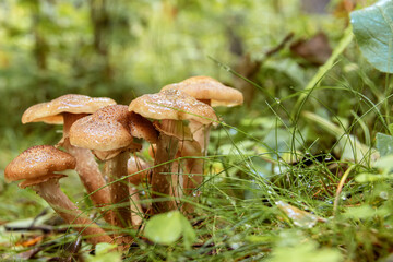 Mushrooms in the summer forest after the rain