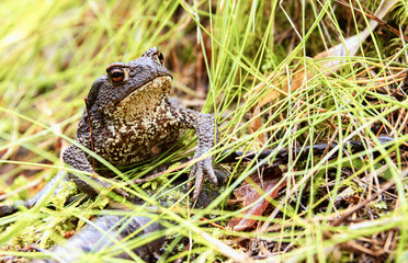 Gray toad, or common, or Cowgirl, Latin: Bufo bufo, in grass