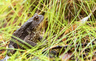 Gray toad or common toad or Cowgirl in the summer forest