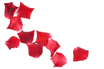 Rose petals on a white background
