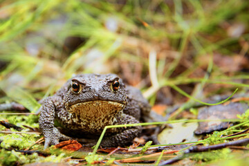 Close-up of grey toad or Cowgirl eyes