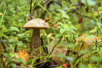 Young birch fungus in the forest. The mushroom is brown in its natural environment