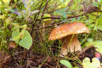 Young white mushroom in the forest close-up