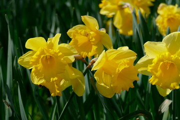 Obraz premium Gelbe Narzissen, Narzissenblüte (Narcissus Pseudonarcissus), Deutschland