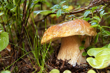 White mushroom hid in the grass. The mushroom in its natural environment