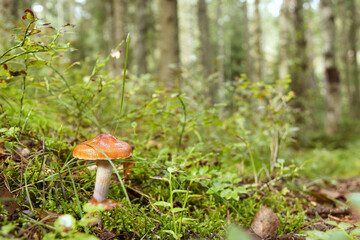 Mushroom in a meadow in a mixed forest on a summer morning