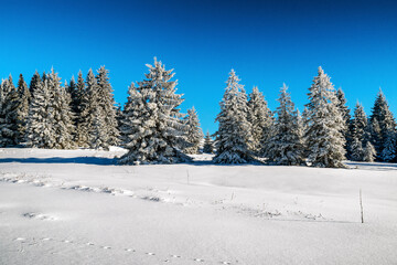 Fototapeta na wymiar Snowy frozen trees in winter forest