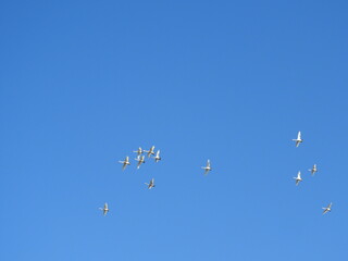白鳥が飛ぶ快晴の青空