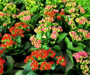 Pequeñas plantas de tonos rojizos