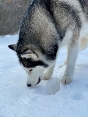 A wolf-colored Siberian husky dog eats (gnaws) frozen snow in a winter forest. Close-up view