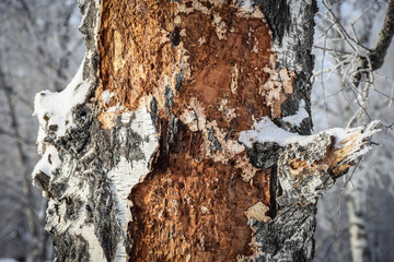 Damaged birch tree bark close-up. Snowy winter