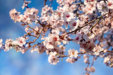 Blooming almonds. Spring flowering background. Beautiful nature with a blossoming tree on a sunny day. Spring flowers. Beautiful garden in spring. Abstract blurred background.