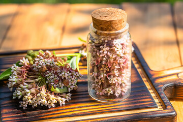 Virginia silkweed Collected flowers in transparent bottle with a cortical cork. And fresh inflorescences butterfly flower, silkweed, silky swallow-wort, Asclepias in wooden dish on table.