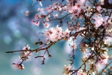 Blooming almonds. Spring flowering background. Beautiful nature with a blossoming tree on a sunny day. Spring flowers. Beautiful garden in spring. Abstract blurred background.
