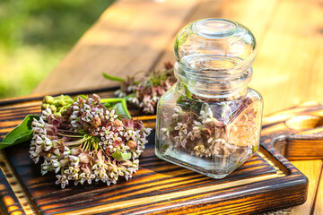 Virginia silkweed Collected flowers in transparent bottle with a cortical cork. And fresh inflorescences butterfly flower, silkweed, silky swallow-wort, Asclepias in wooden dish on table.