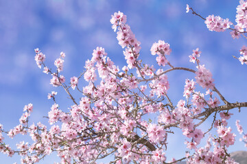 Blooming almonds. Spring flowering background. Beautiful nature with a blossoming tree on a sunny day. Spring flowers. Beautiful garden in spring. Abstract blurred background.