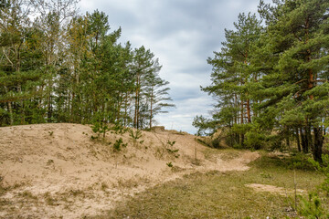 Sand dunes on the coast of the Gulf of Finland in the Leningrad region near the city of Sosnovy Bor.