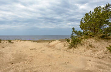Sand dunes on the coast of the Gulf of Finland in the Leningrad region near the city of Sosnovy Bor.
