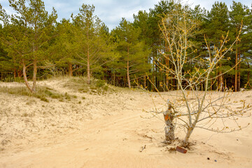 Fototapeta na wymiar Sand dunes on the coast of the Gulf of Finland in the Leningrad region near the city of Sosnovy Bor.