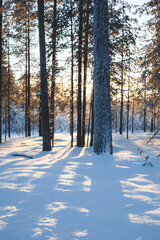Sun shining behind the trees in snowy landscape