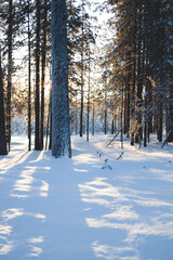 Sun shining behind the trees in snowy landscape