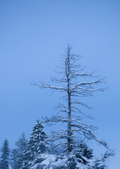 Dead tree top with blue sky behind it