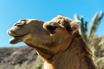 Camels in their natural habitat. Portrait 