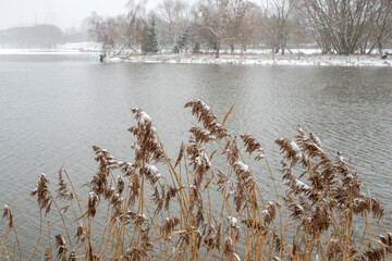 reeds by winter