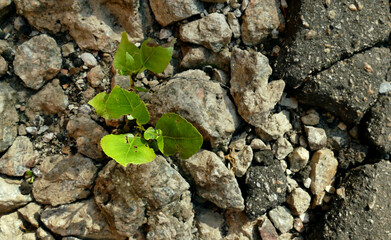 Green Sprouts Growing Through Crushed Stones