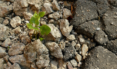 Green Shoot Growth Through Crushed Stone Top View
