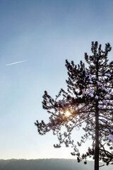 Sun shining through the branches of a pine tree silhoutte