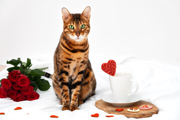 Adorable bengal cat,beautiful pet,animal,sit on white blanket,background among red hearts with red roses,coffee cup,looking at camera.Valentine day,breakfast in bed,romantic,love concept.Copy space