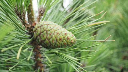 Green pine nut on a pine tree.Macro shot