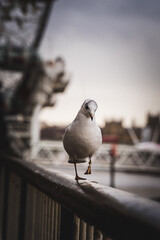 gaviota Londres