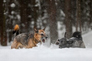 dog in snow